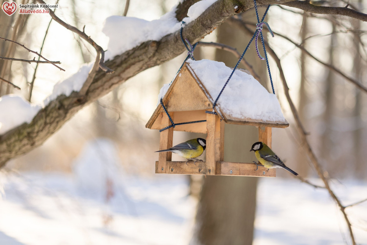 Madáretető - állatvédelem