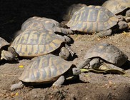 Állatkerti állatkínzás - teknőst ütött agyon kockakővel