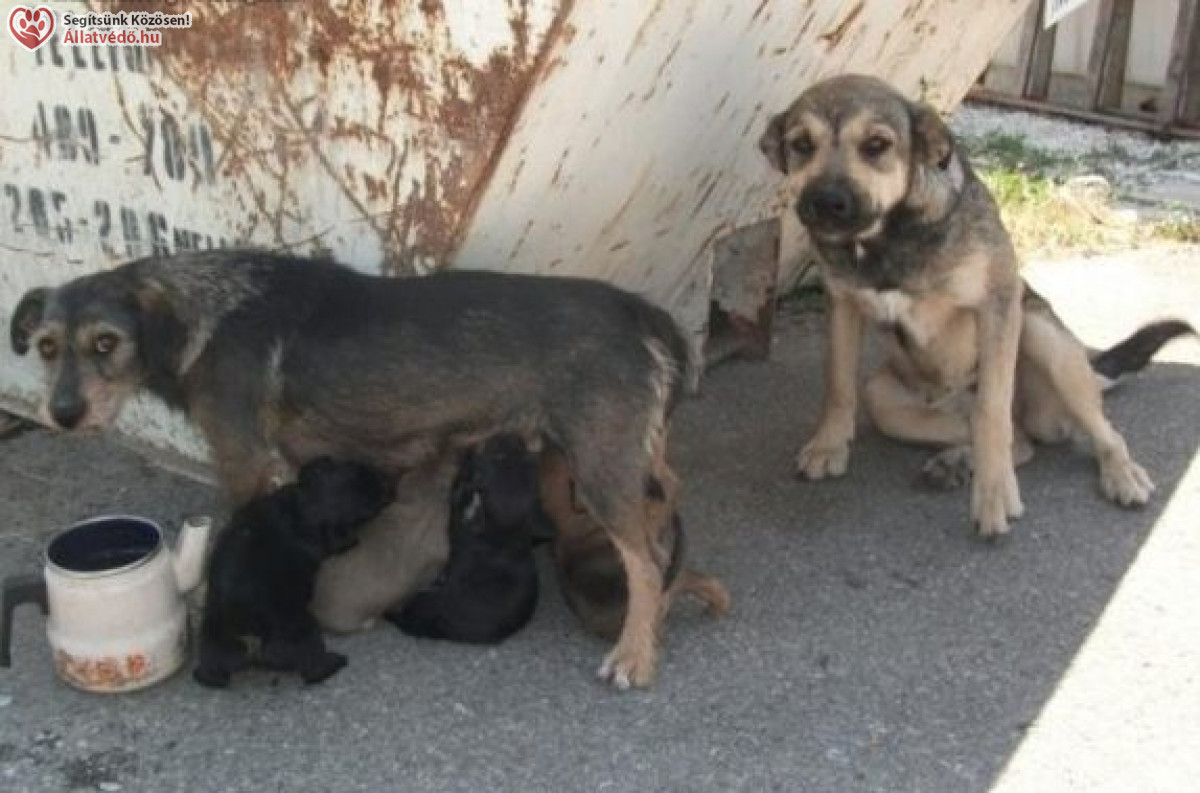 Állatvédelem, utcán született kiskutyák mentése